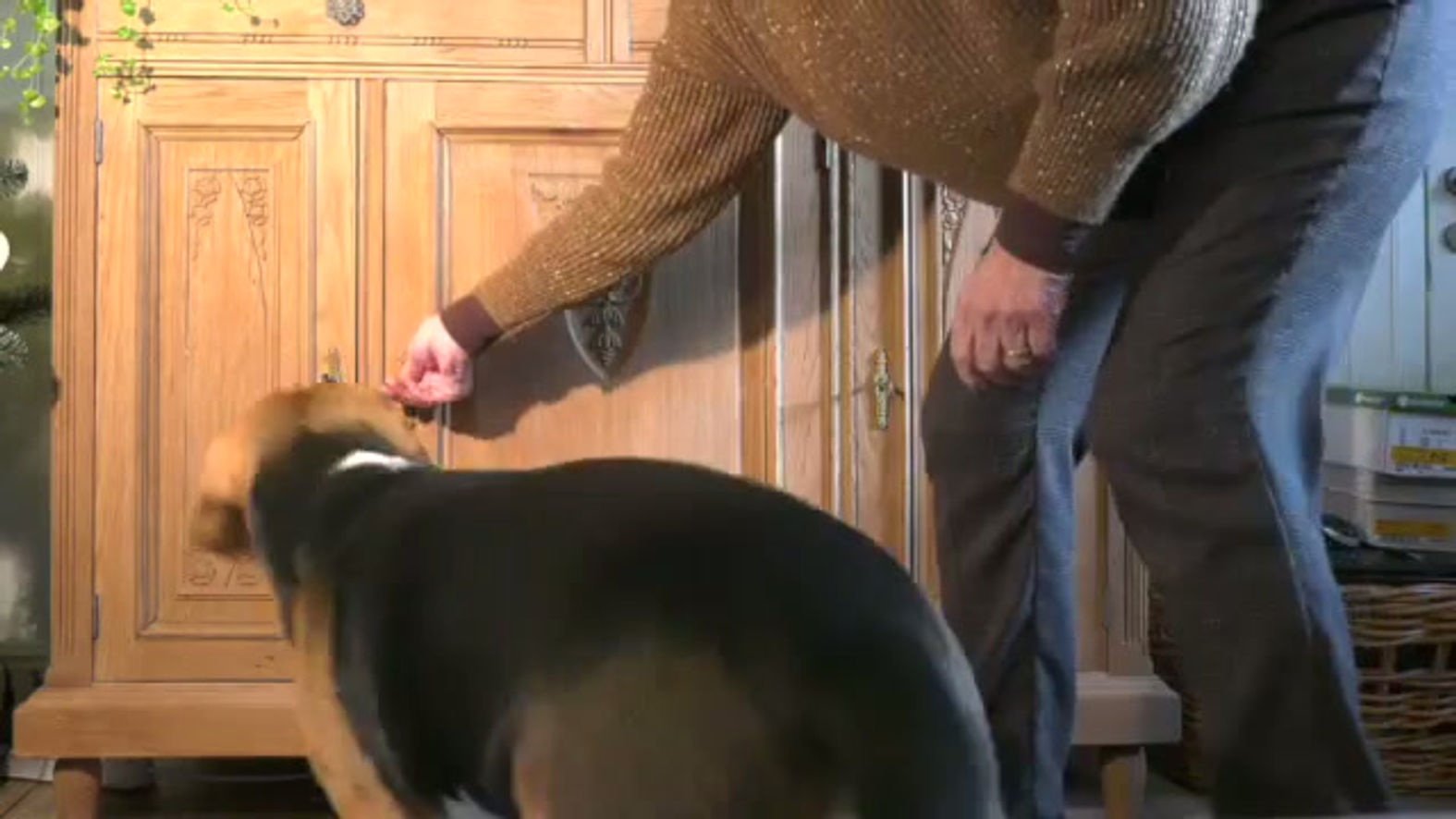 Commercial omnibionta 3